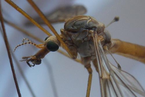 Réf. 236 738 : Tipula scripta